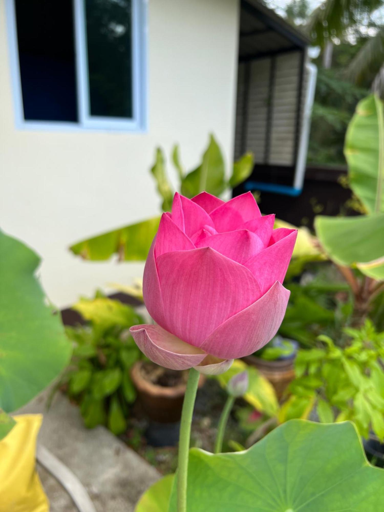 Bsk Bungalows リパノイ エクステリア 写真
